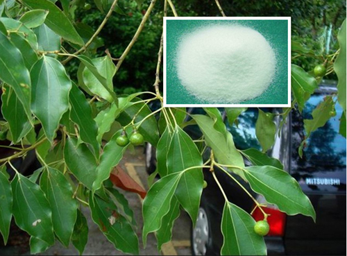 天然樟腦 Natural camphor.jpg